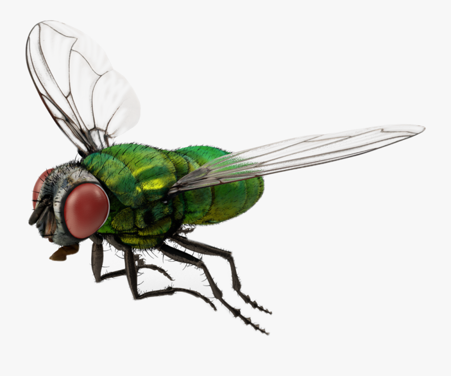 #fly #bug #3d #nature #freetoedit - Waspinator, Transparent Clipart