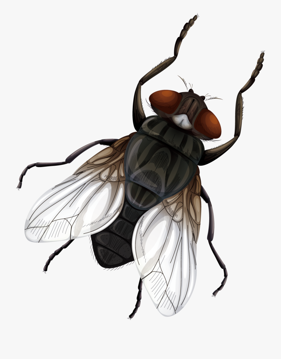 Insect Fly Vecteur Euclidean Vector - House Fly, Transparent Clipart