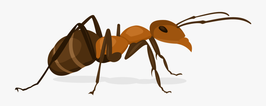 Clip Art Nut Weevil - Ant, Transparent Clipart