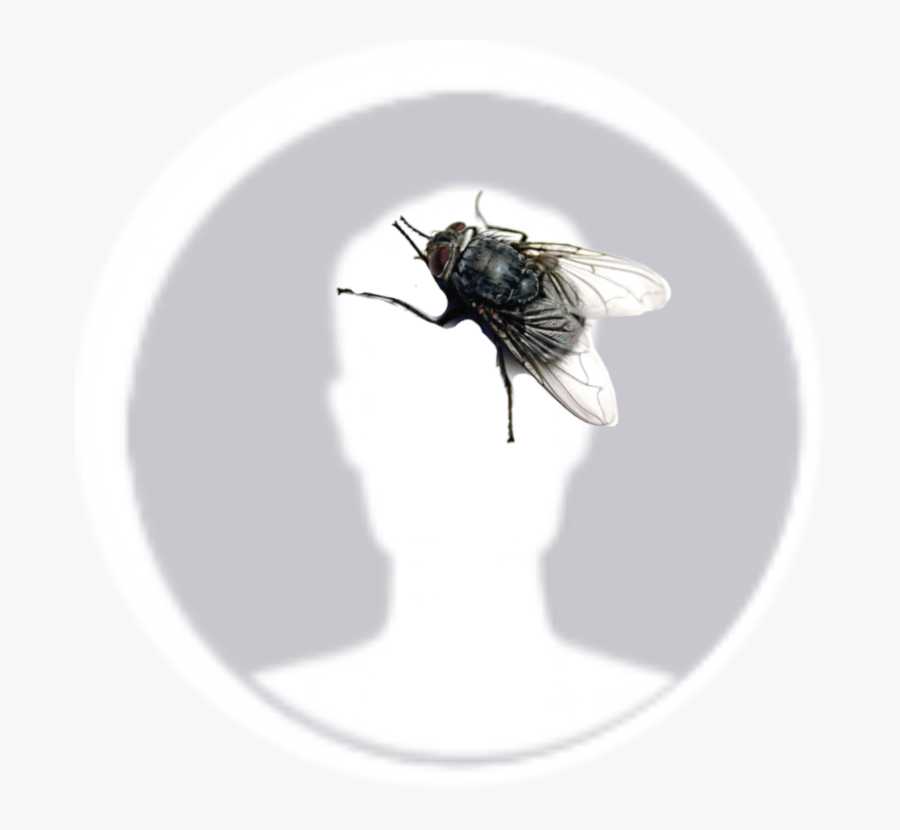 #fly #whatsapp - Hoverfly, Transparent Clipart
