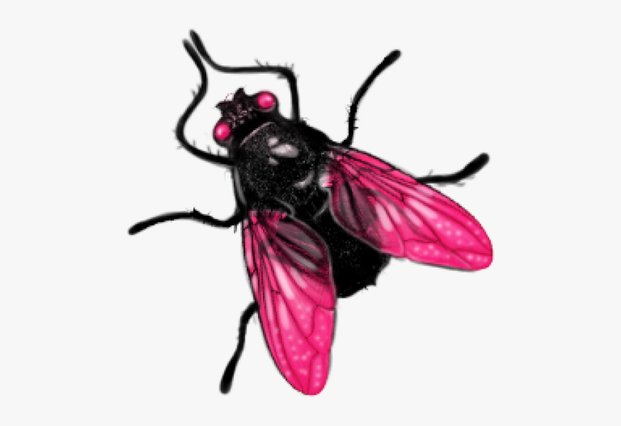 Fly, Transparent Clipart