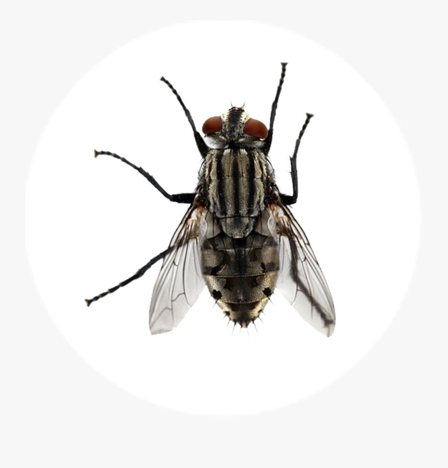 Transparent Mosca Png - House Fly, Transparent Clipart