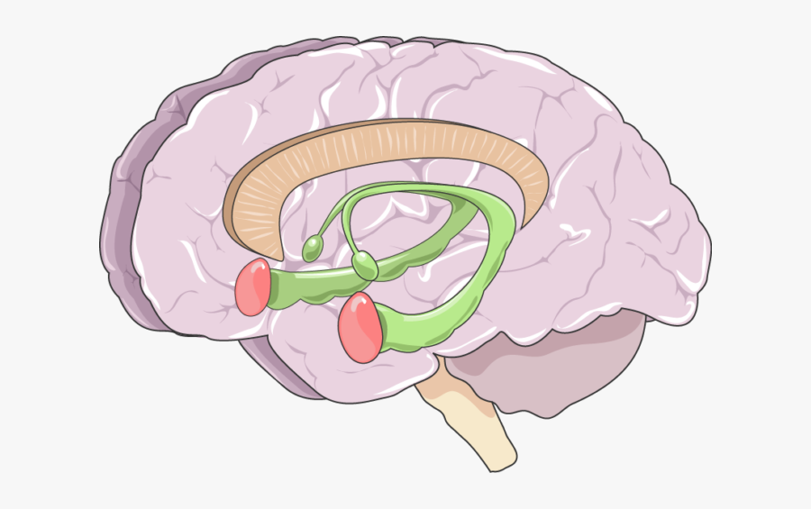 Amygdale Hipocampe Et Cortex Préfrontal, Transparent Clipart