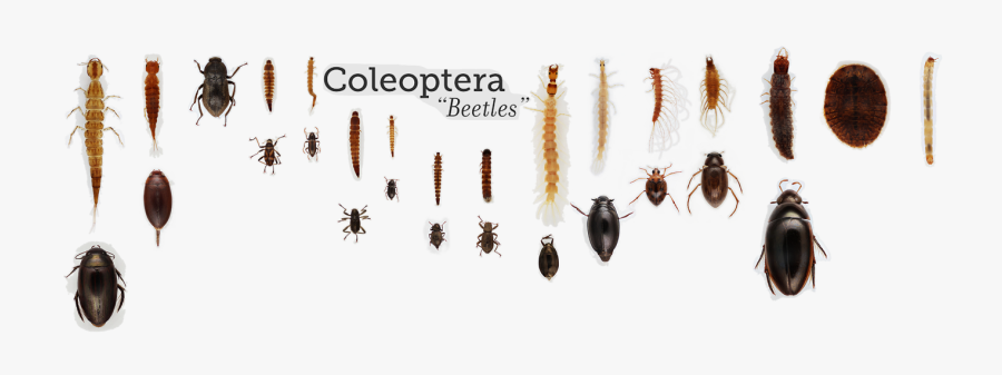 Cockroach, Transparent Clipart