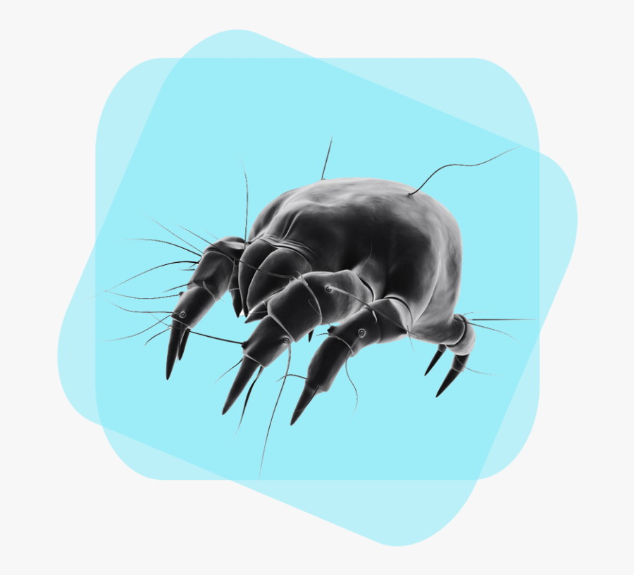 Clip Art Pictures Of Dust Mites - Dust Mite, Transparent Clipart