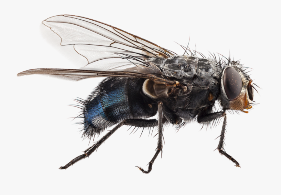 #fly #bug #freetoedit - Fly Pest, Transparent Clipart