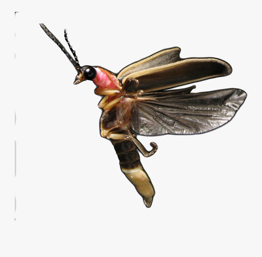 Transparent Firefly Insect Png - Net-winged Insects, Transparent Clipart