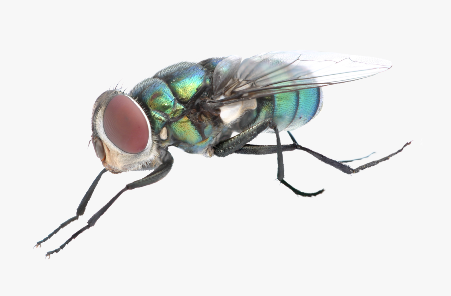 Insect,house Fly,stable Insect,chrysops,horse Flies,macro - Mosca Png, Transparent Clipart