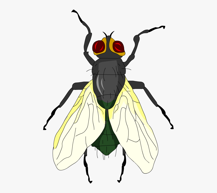 Ant, Transparent Clipart