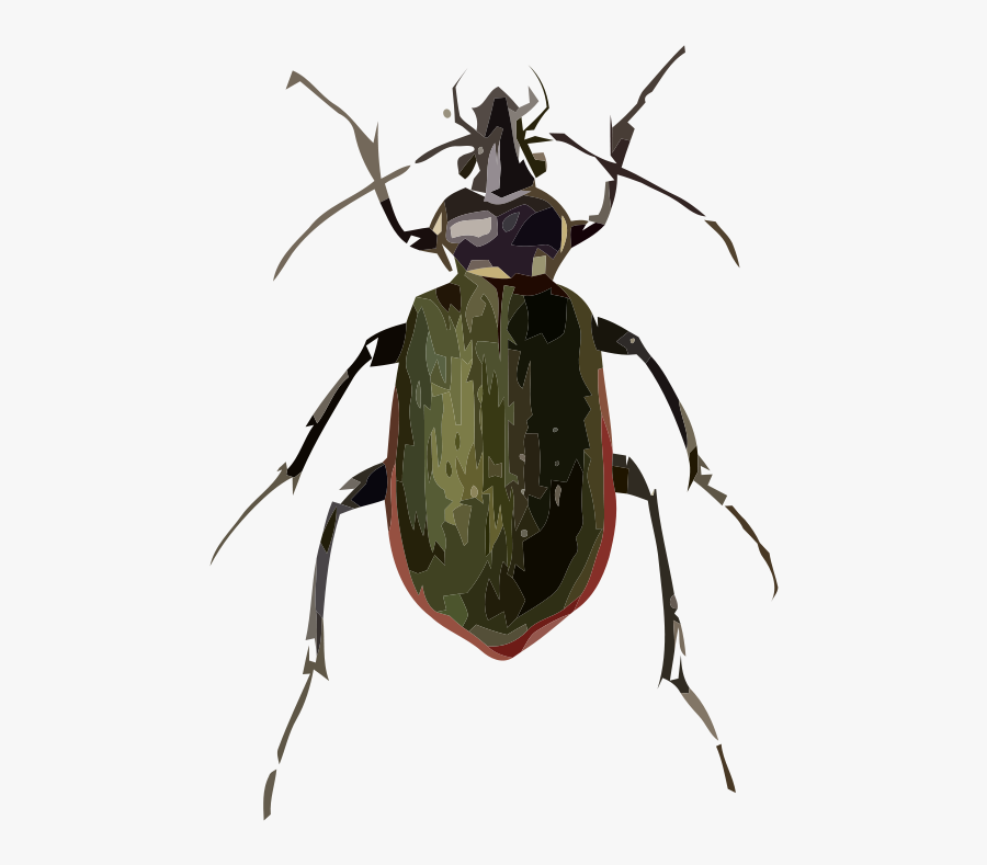 Calosoma Scrutator - Beetle Drawings, Transparent Clipart