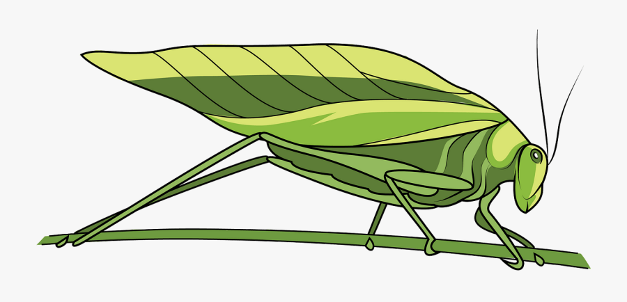 Grasshopper, Transparent Clipart