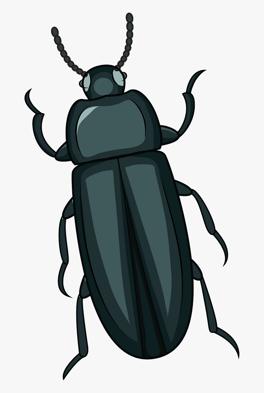 Leaf Beetle, Transparent Clipart