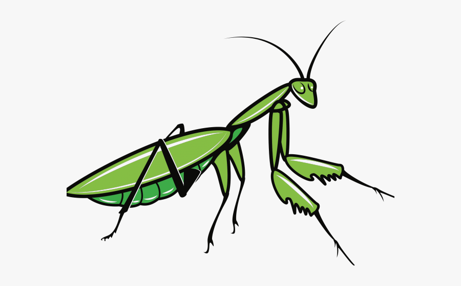 Transparent Praying Mantis Png, Transparent Clipart