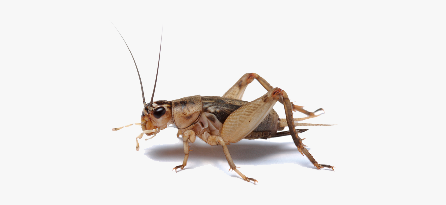 Insect Cricket, Transparent Clipart