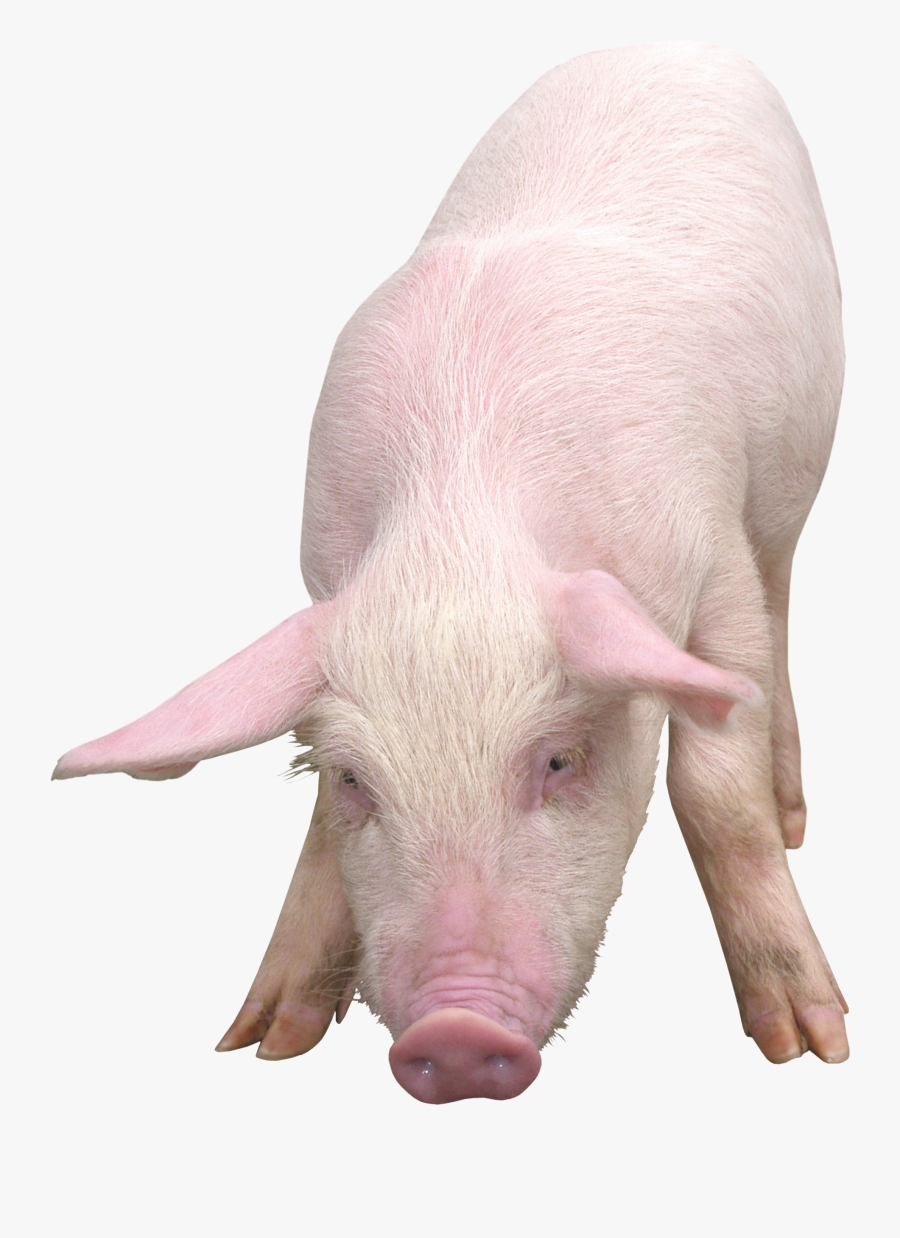Pig Png, Transparent Clipart