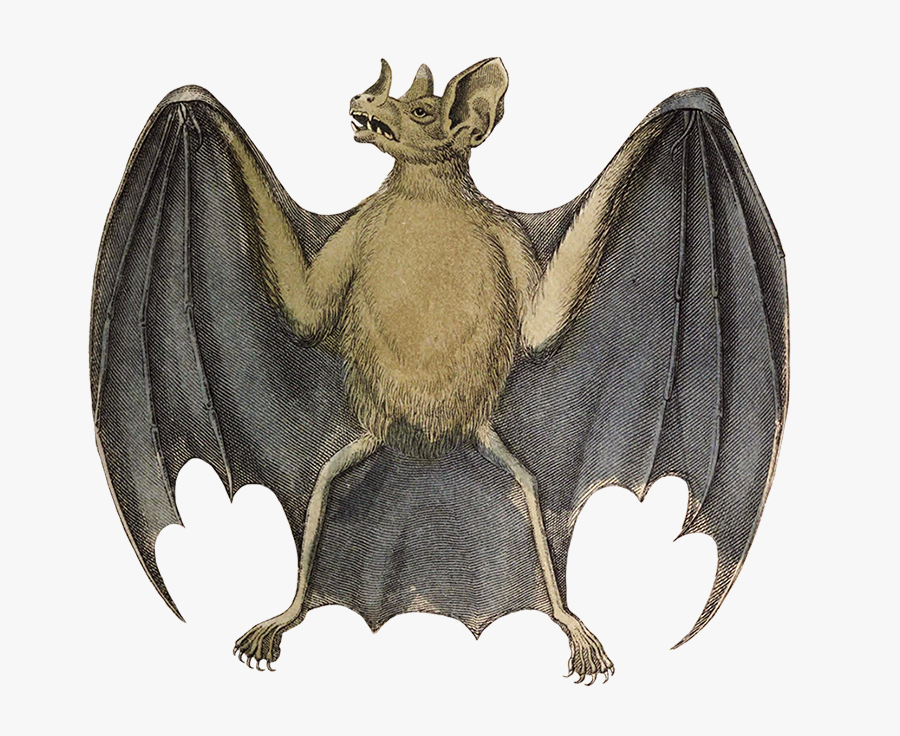 Common Vampire Bat Drawing - Medieval Bat, Transparent Clipart