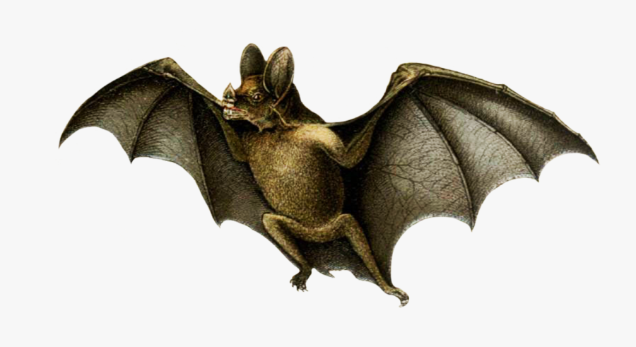 Drawing Of Vampire Bat - Vampire Bat White Background, Transparent Clipart