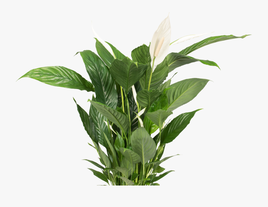 Transparent Plant Transparent Background - Transparent Transparent Background Plants Png, Transparent Clipart