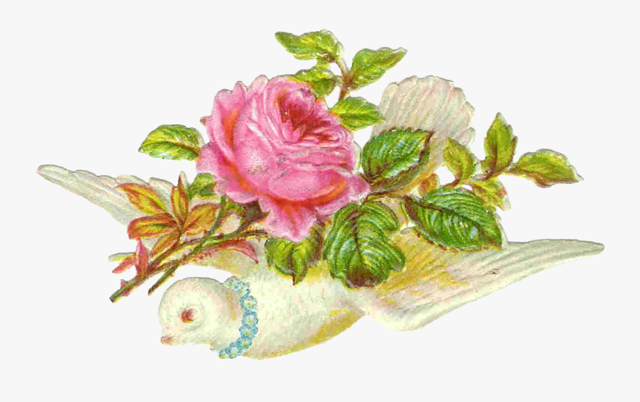 Pink Dove With Roses, Transparent Clipart