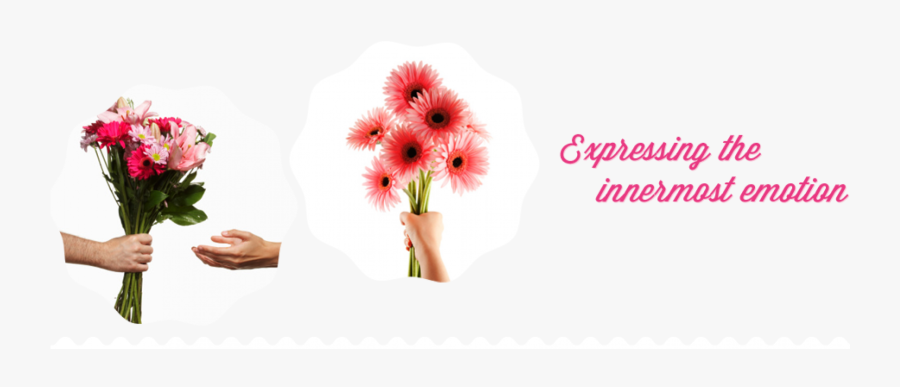 89292a0f 14d6 4602 9a2d 498e5f5b1c82 - Barberton Daisy, Transparent Clipart