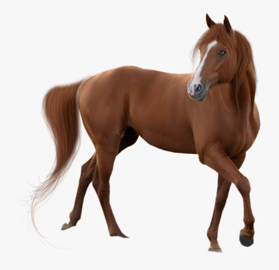 Horse Png, Transparent Clipart