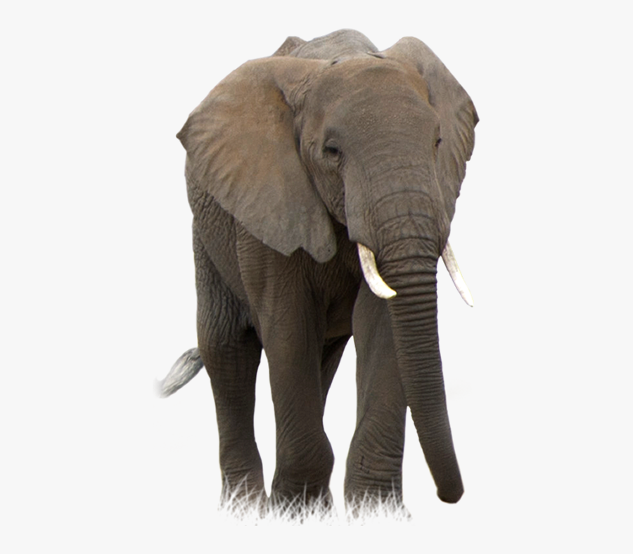African Bush Elephant Transparent - Elephant Png, Transparent Clipart