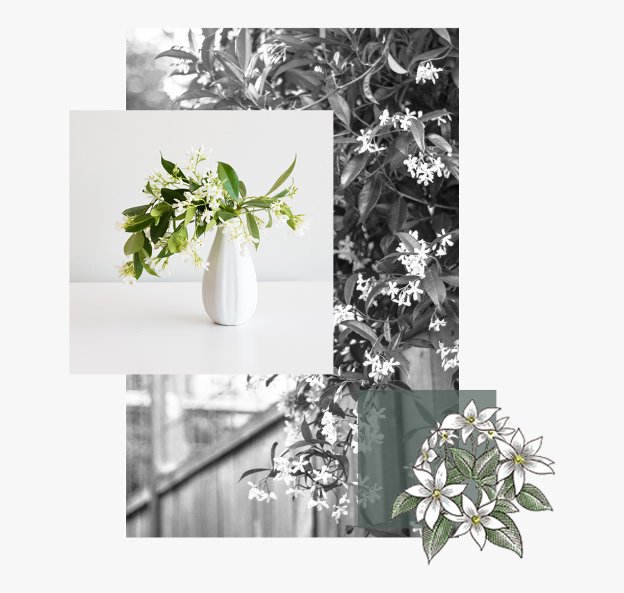 Transparent Jasmine Flower Png - Bouquet, Transparent Clipart