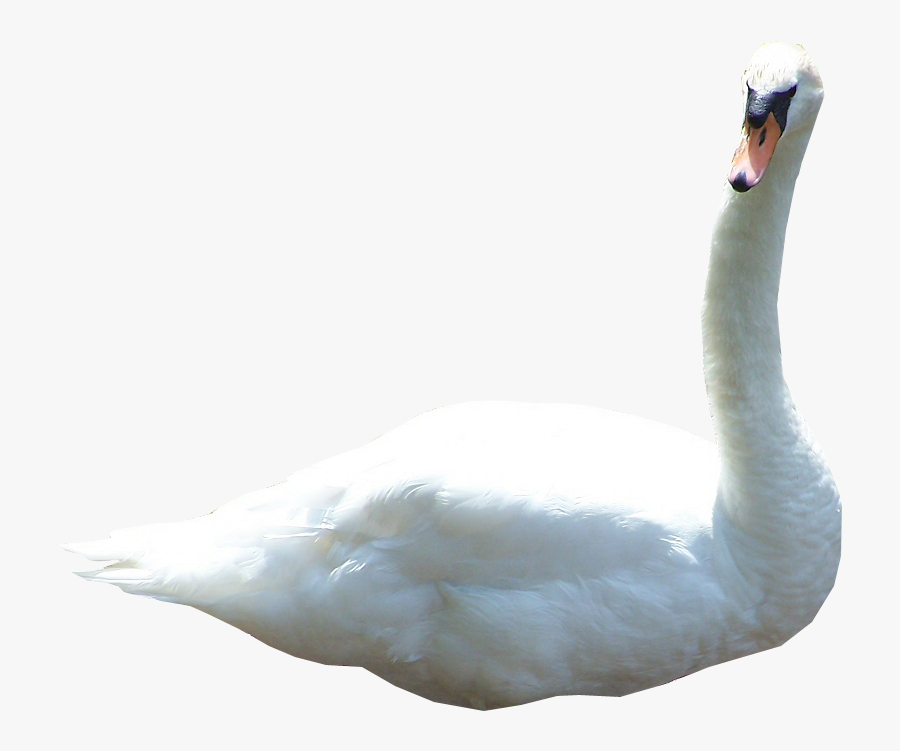 Swan Png - Transparent Swan, Transparent Clipart