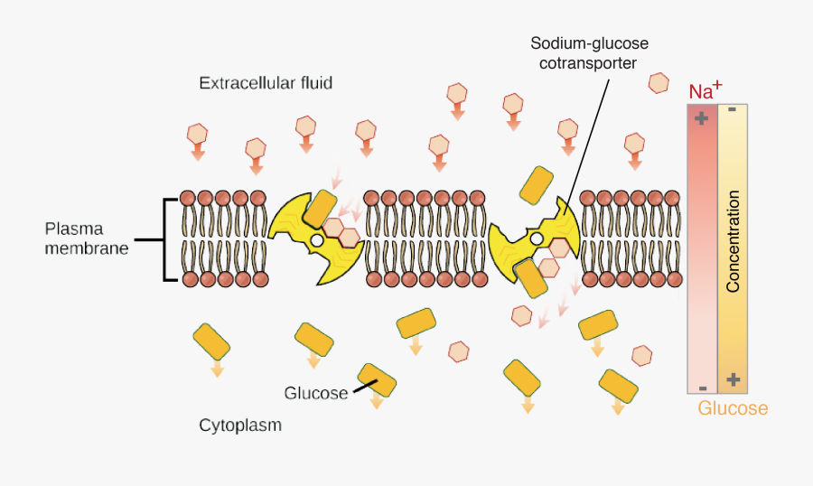 Sodium Glucose Pump, Transparent Clipart