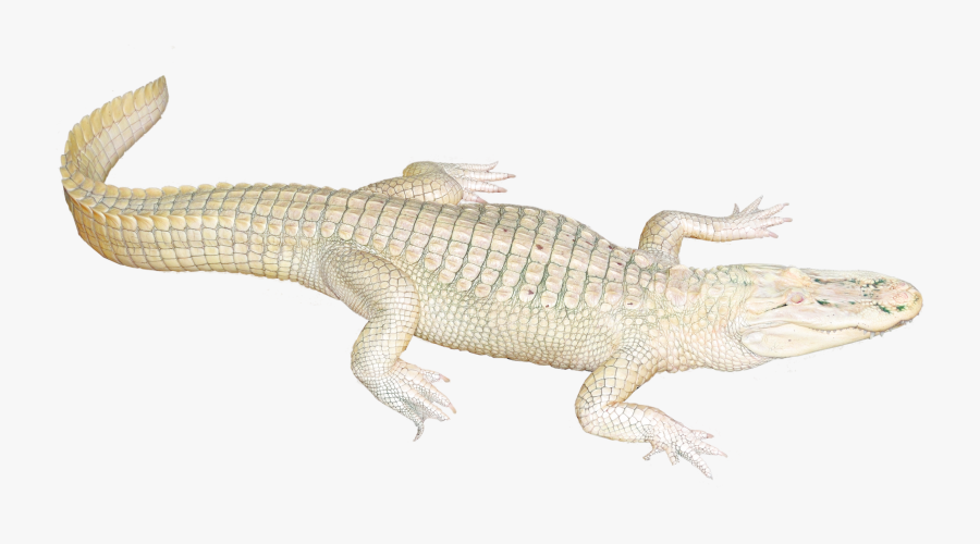 White Crocodile Transparent Background, Transparent Clipart