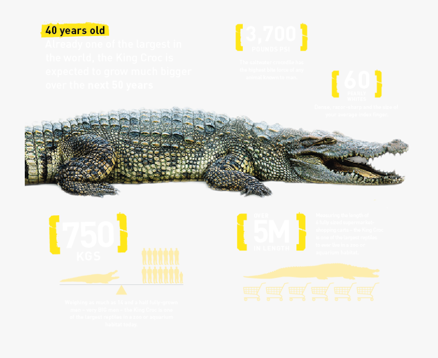 Transparent Croc Clipart - Crocodile Underwater Png, Transparent Clipart