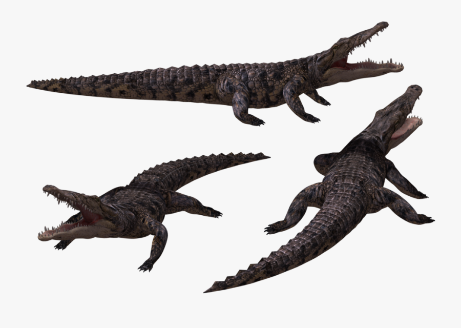 Crocodile In Png Background Black, Transparent Clipart