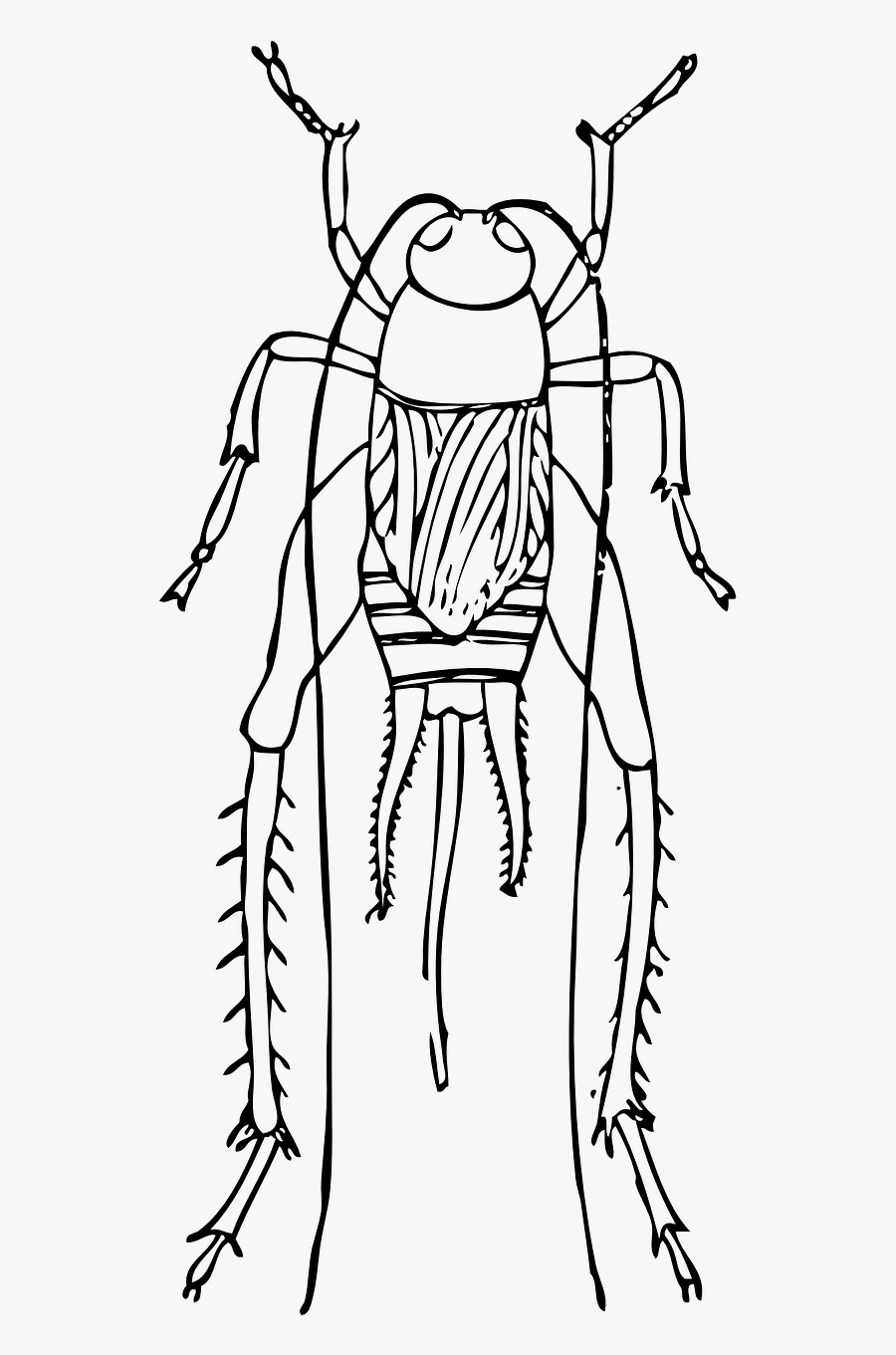 Cricket, Transparent Clipart