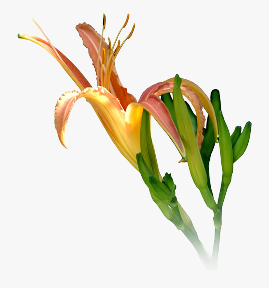 Ganesh Png High Resolution - Lily, Transparent Clipart