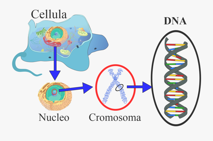 The Mayflower Tree Finding - Dna Important To A Cell, Transparent Clipart