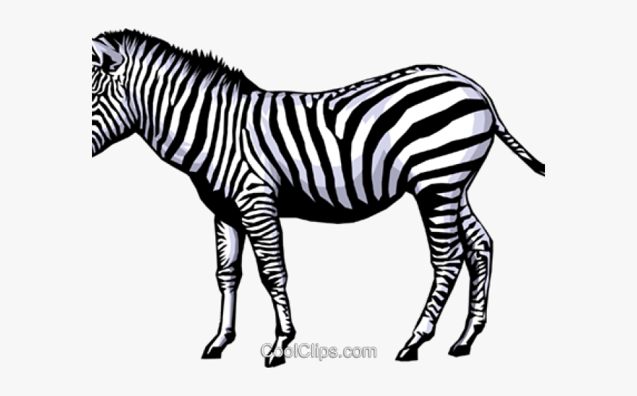 Zebra Clipart Cool - 5 Pictures Of Living Things, Transparent Clipart