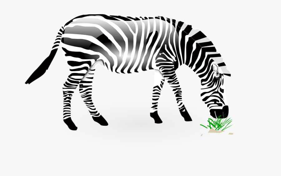 Animal, Zebra, Wild, Wildlife, Nature, Zoo, Africa - ม้าลาย Png, Transparent Clipart