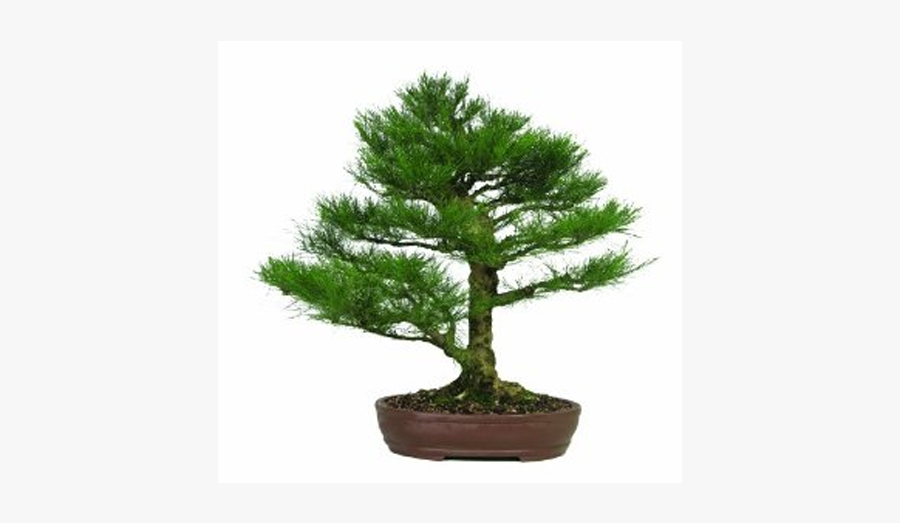 Bonsai, Transparent Clipart