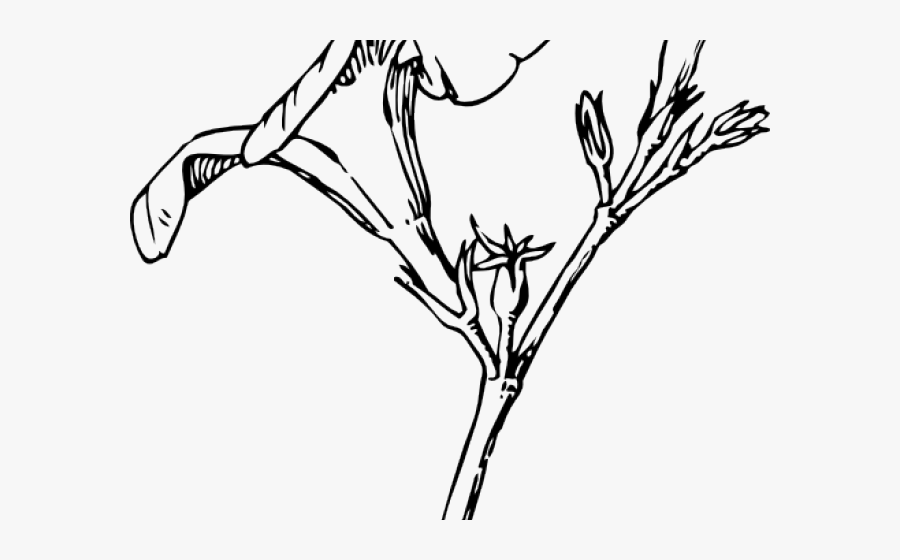 Bud Clipart Black And White, Transparent Clipart