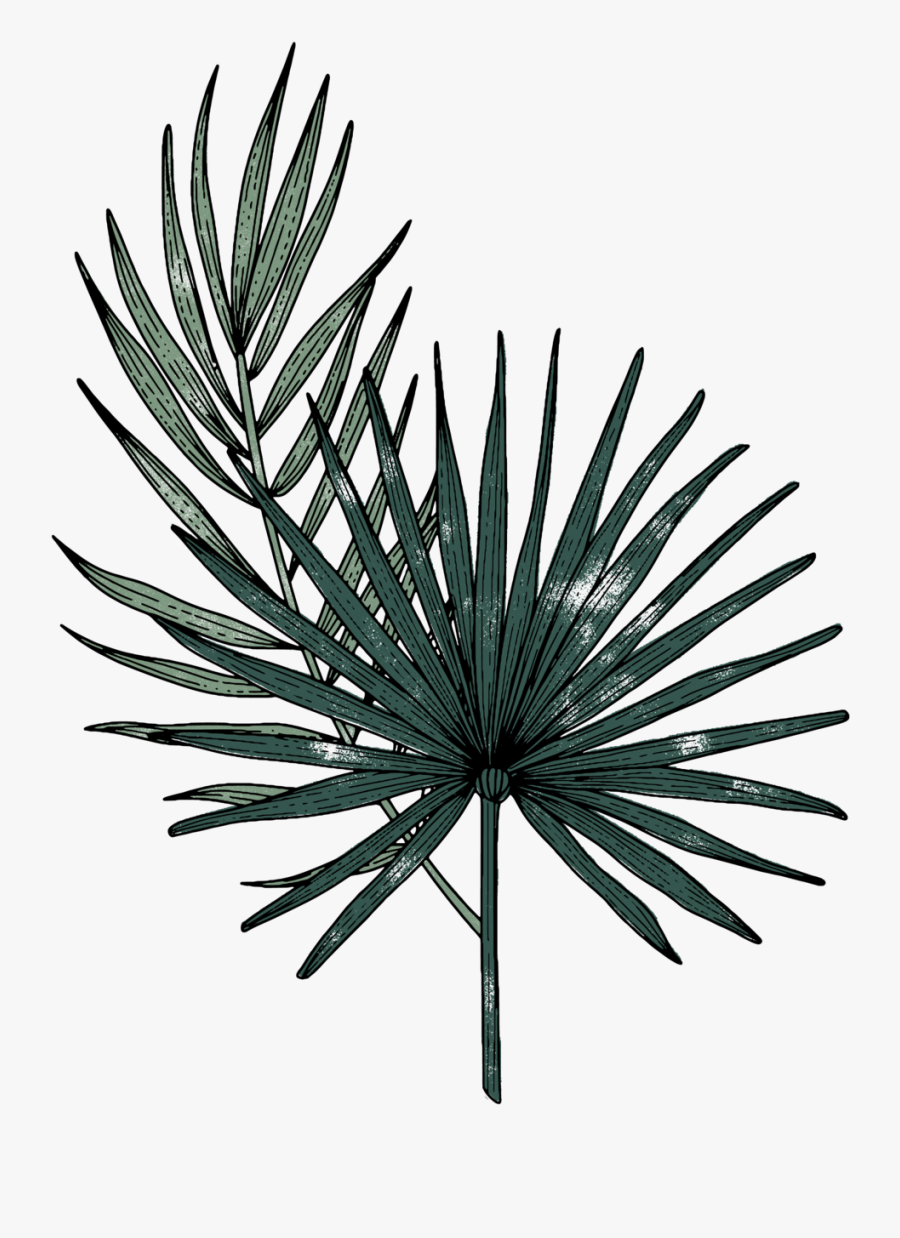 Amber Dawn Color Illustrations 05, Transparent Clipart