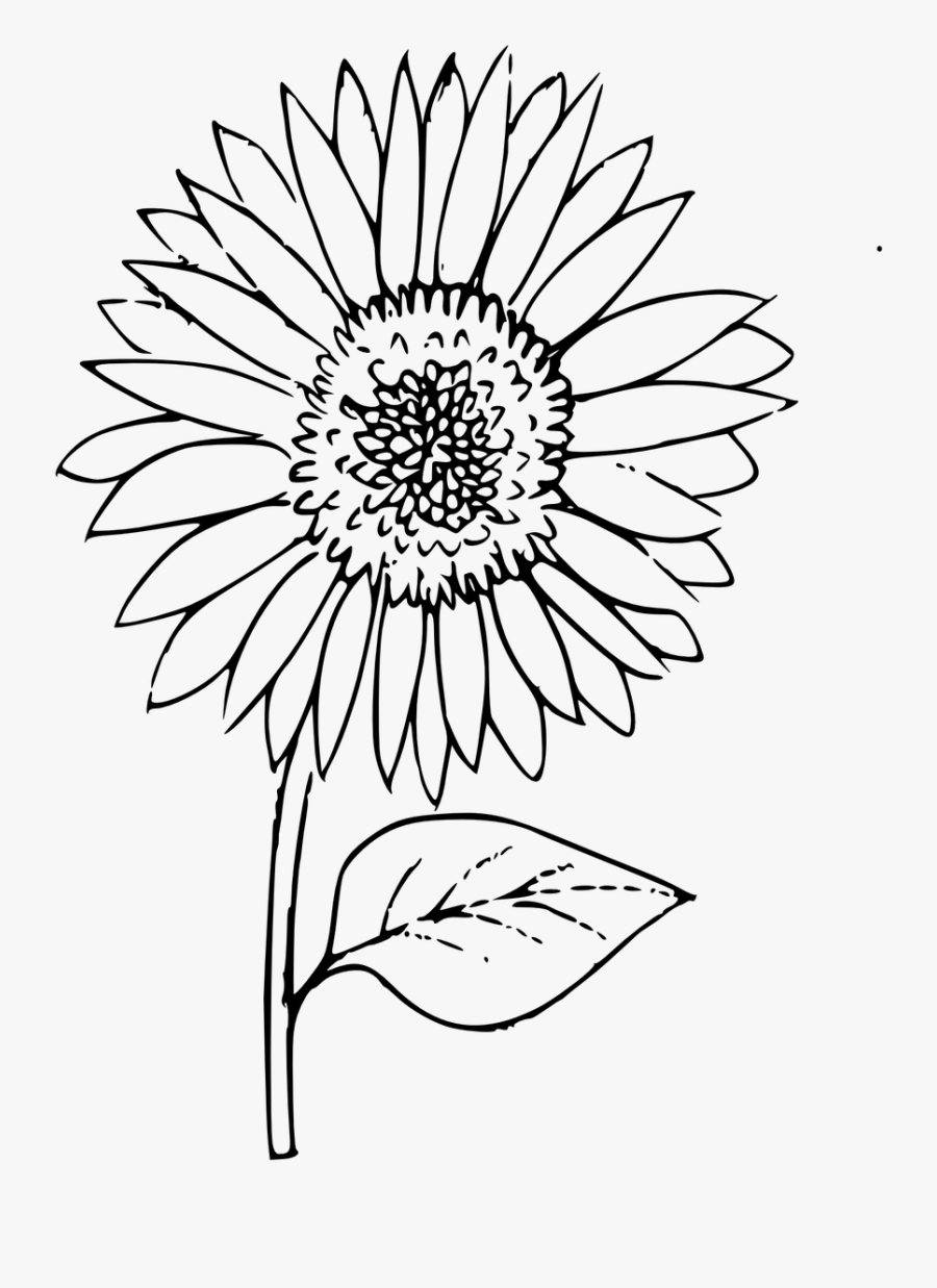 Free 274 Outline Free Sunflower Clipart SVG PNG EPS DXF File