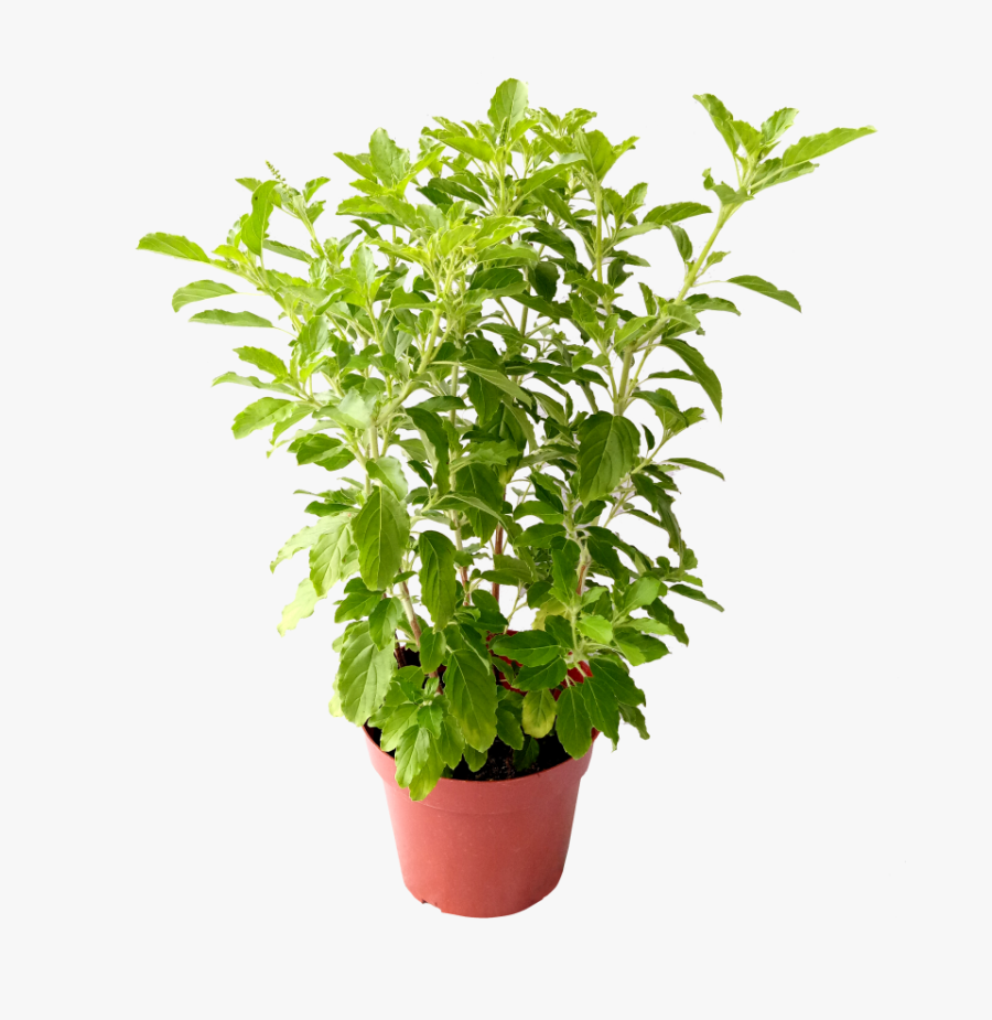 Herb - Transparent Tulsi Plant Png, Transparent Clipart