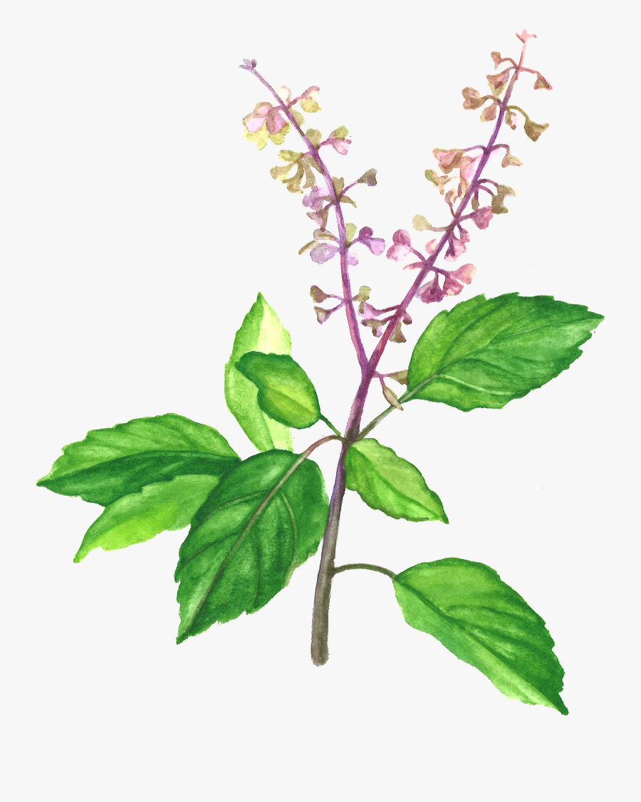 holy basil png download basil png transparent free transparent clipart clipartkey holy basil png download basil png