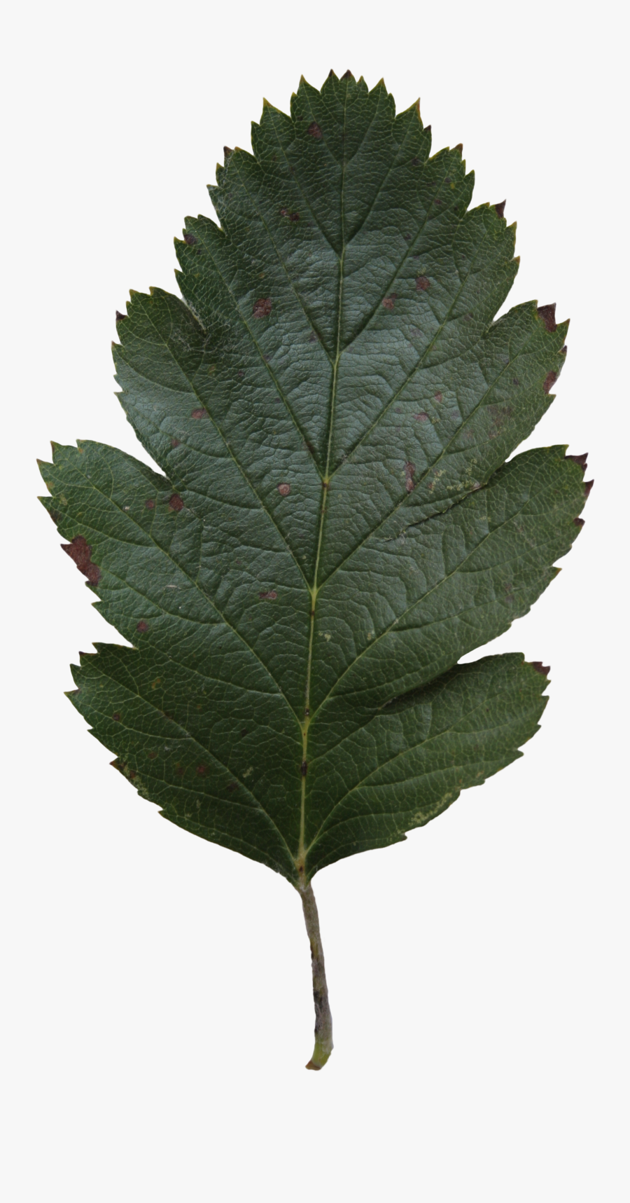 Siberian-elm - Oak, Transparent Clipart