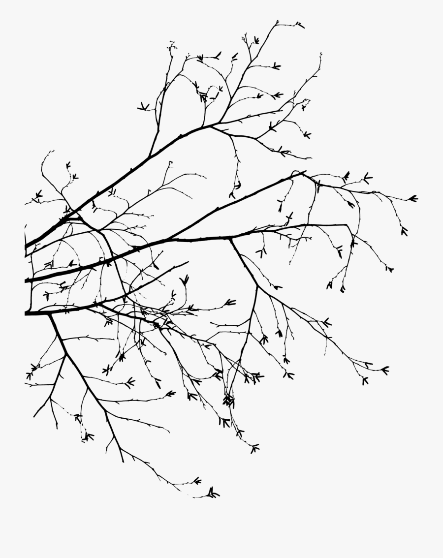 Clip Art Library Download Foliage Drawing - Tree Borders, Transparent Clipart