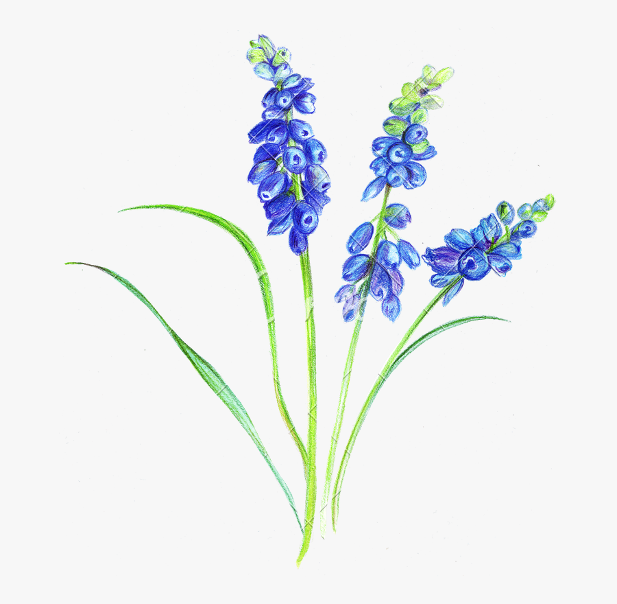 Violets Drawing Pencil Huge Freebie Download For Powerpoint - Drawing, Transparent Clipart