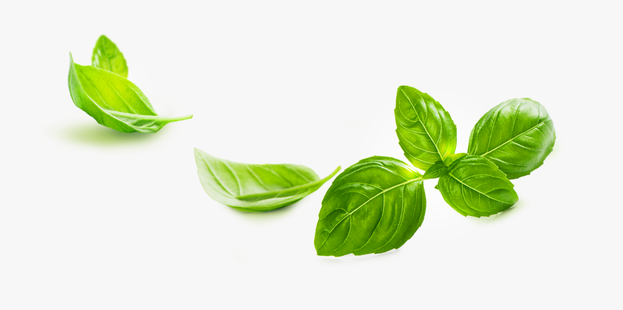 Basil Png, Transparent Clipart