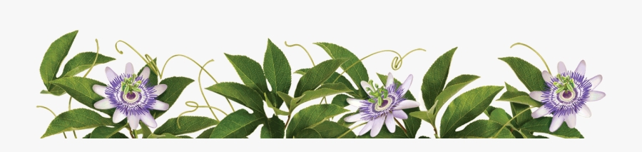 Organic Herbal - Purple Passionflower, Transparent Clipart