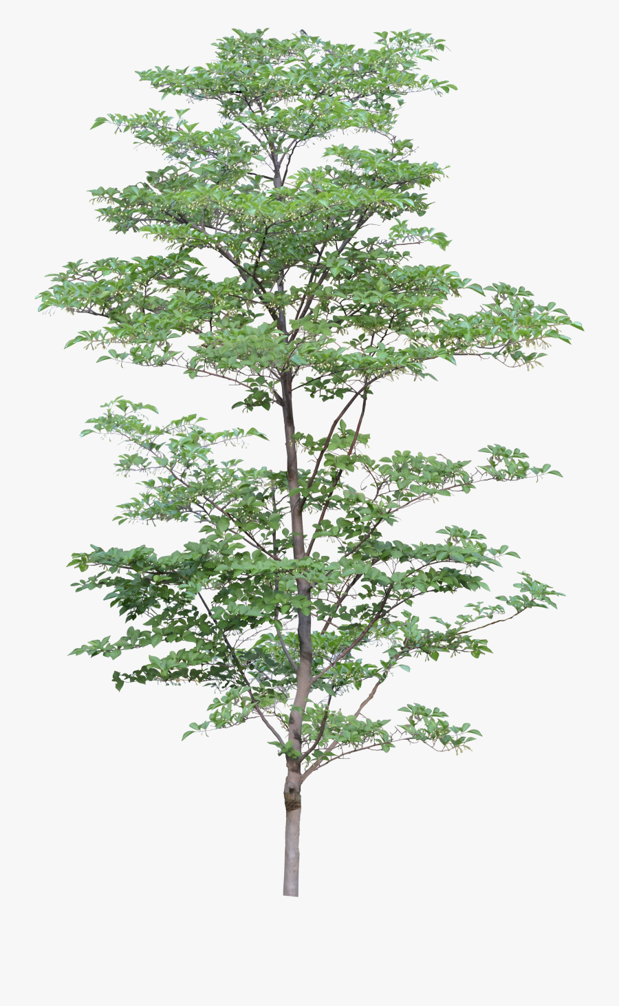 Arboles Para Photoshop Png, Transparent Clipart