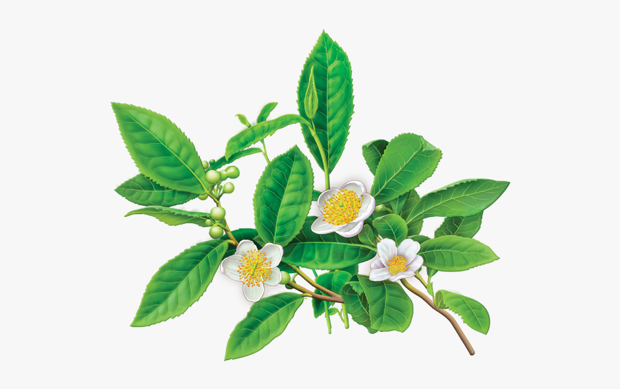 Herbal Teas - Green Tea Plant Flower, Transparent Clipart